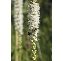 Vit rosenstav Liatris spicata Alba med två humlor på den höga, fjäderlika blomställningen.