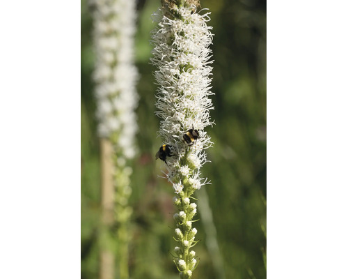 Vit rosenstav Liatris spicata Alba med två humlor på den höga, fjäderlika blomställningen.