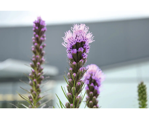 Närbild av blommande rosenstav (Liatris spicata) med lila blomax och grön stjälk.