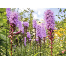 Rosenstav Liatris spicata i en trädgård med upprättstående lila axliknande blomställningar.