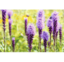 Rosenstav Liatris spicata i full blom i trädgården med rudbeckia i bakgrunden.