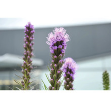 Närbild av blommande rosenstav (Liatris spicata) med lila blomax och grön stjälk.