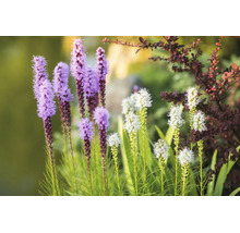 Blommande rosenstav i en ljus trädgård med lila och vita blomax och gröna blad.