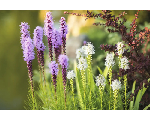 Blommande rosenstav i en ljus trädgård med lila och vita blomax och gröna blad.