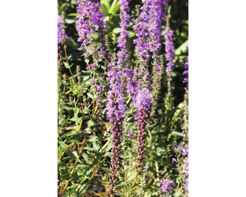 Lila rosenstavar och blommande perenner i en ljus trädgård.