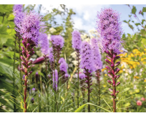 Rosenstav Liatris spicata i en trädgård med upprättstående lila axliknande blomställningar.