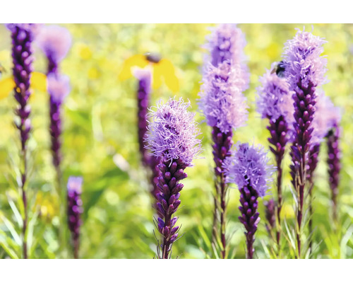 Rosenstav Liatris spicata i full blom i trädgården med rudbeckia i bakgrunden.