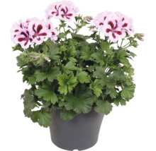 Engelsk pelargon med rosa-vita blommor och mörk mitt i en grå plastkruka.