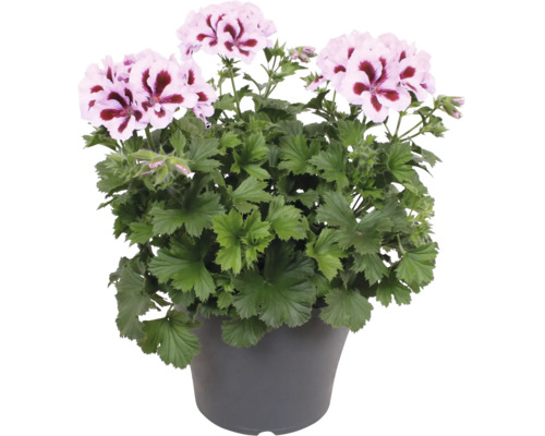 Engelsk pelargon med rosa-vita blommor och mörk mitt i en grå plastkruka.