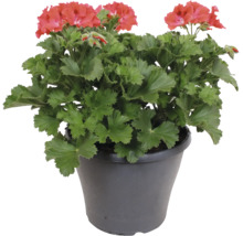 Blommande pelargon Pelargonium zonale med röda blommor och gröna blad i en mörk plastkruka.
