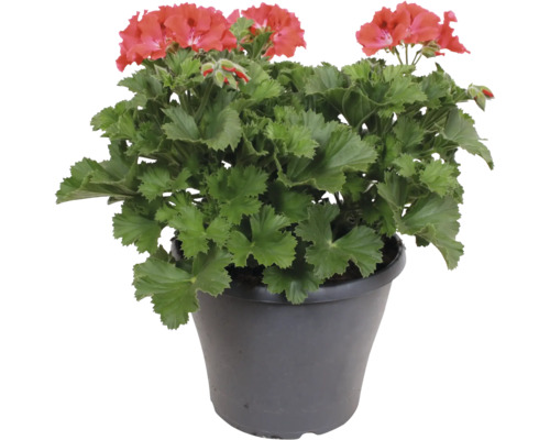 Blommande pelargon Pelargonium zonale med röda blommor och gröna blad i en mörk plastkruka.