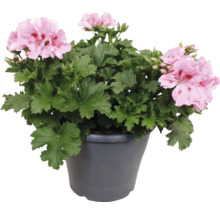 Engelsk pelargon Pelargonium grandiflorum med rosa blommor i en grå kruka.