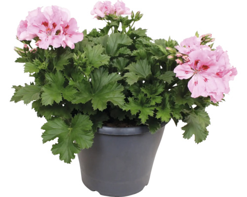 Engelsk pelargon Pelargonium grandiflorum med rosa blommor i en grå kruka.