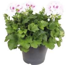 Engelsk pelargon Pelargonium grandiflorum med vitrosa blommor i kruka.