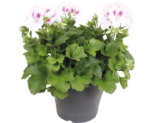 Engelsk pelargon Pelargonium grandiflorum med vitrosa blommor i kruka.
