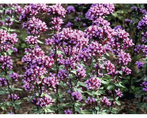 Blommande kungsmynta med täta blomställningar på upprättstående stjälkar och små blad.