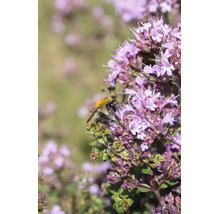 Humla på en blommande oreganoplanta i en trädgård.