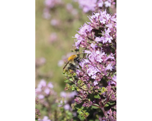Humla på en blommande oreganoplanta i en trädgård.