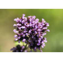 Närbild av en blommande oreganoplanta med små lila blommor för örtagården.