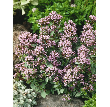 Blommande kungsmynta Origanum vulgare med många små ljusrosa blommor och gröna blad