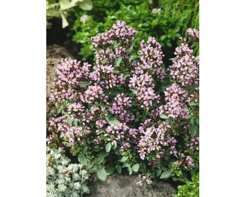 Blommande kungsmynta Origanum vulgare med många små ljusrosa blommor och gröna blad