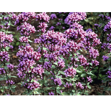 Blommande kungsmynta med täta blomställningar på upprättstående stjälkar och små blad.