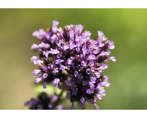 Närbild av en blommande oreganoplanta med små lila blommor för örtagården.