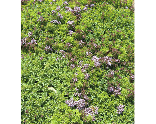 Blommande kungsmynta med små blad och ljuslila blomklasar.