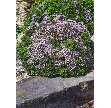 Blommande örtplanta med små lila blommor och gröna blad i en stenträdgård.