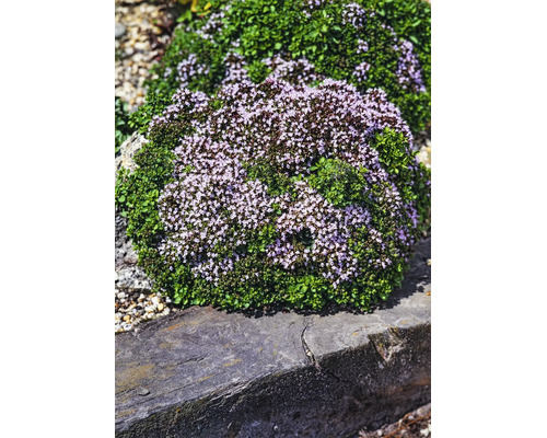 Blommande örtplanta med små lila blommor och gröna blad i en stenträdgård.