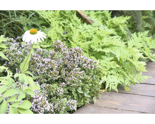 Trädgårdsrabatt med en vit prästkrage, blommande kungsmynta och ljusgröna ormbunkar bredvid en träaltan.