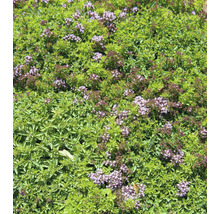 Blommande kungsmynta med små blad och ljuslila blomklasar.
