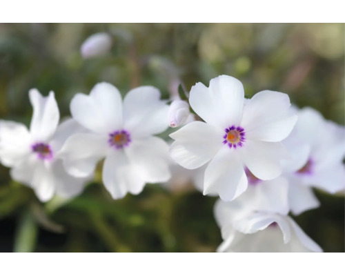 Närbild av mossflox med vita blommor och lila mitt.