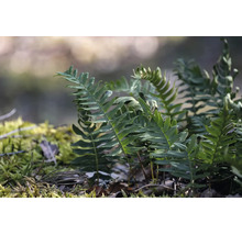 Närbild av en ormbunke med gröna blad som växer i mossa och jord. Passar för skuggiga platser i trädgården.
