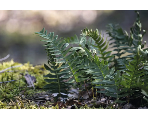 Närbild av en ormbunke med gröna blad som växer i mossa och jord. Passar för skuggiga platser i trädgården.