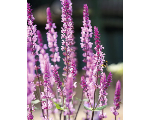 Lila stäppsalvia Salvia nemorosa med flera blomax och ett bi på en blomma.