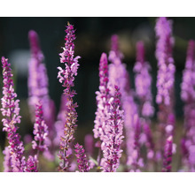 Stäppsalvia med lila blomax, härdig perenn för trädgården.
