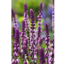 Stäppsalvia med upprättstående lila blomax.