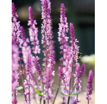 Lila stäppsalvia Salvia nemorosa med flera blomax och ett bi på en blomma.
