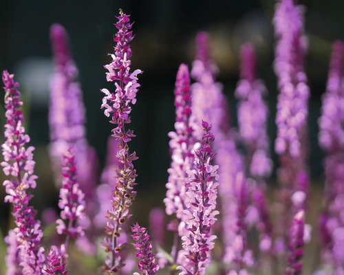 Stäppsalvia med lila blomax, härdig perenn för trädgården.