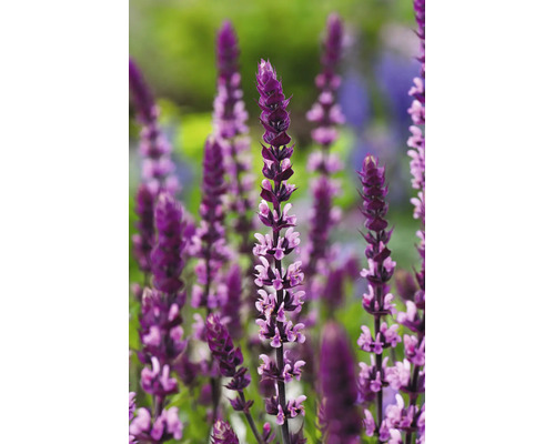 Stäppsalvia med upprättstående lila blomax.
