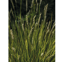 Prydnadsgräs Sesleria autumnalis med smala strån och ljusa blomställningar för trädgården.