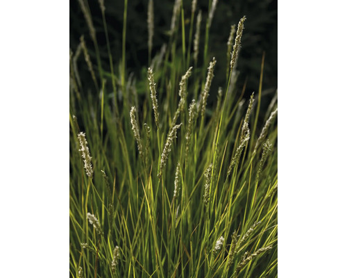 Prydnadsgräs Sesleria autumnalis med smala strån och ljusa blomställningar för trädgården.