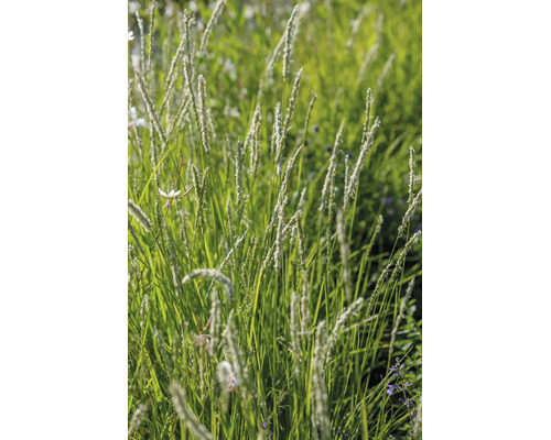 Närbild av högt grönt prydnadsgräs med fluffiga ljusa fröställningar i en ljus trädgård.
