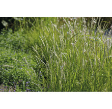 Prydnadsgräs Koeleria glauca i en naturligt anlagd trädgårdsrabatt med perenner och blommor.