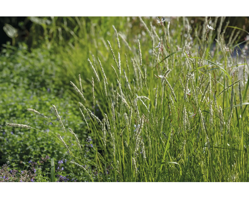 Prydnadsgräs Koeleria glauca i en naturligt anlagd trädgårdsrabatt med perenner och blommor.