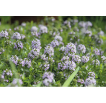 Blommande timjan med små ljuslila blommor och gröna blad.