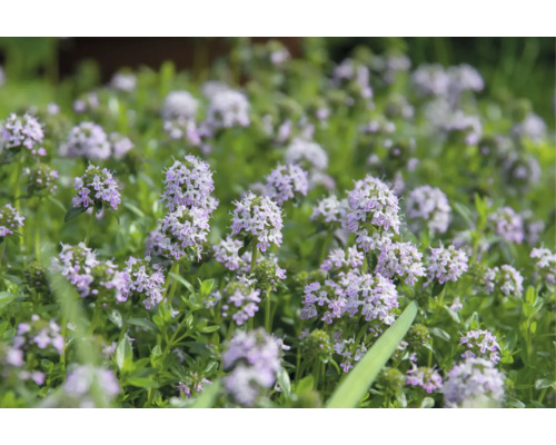 Blommande timjan med små ljuslila blommor och gröna blad.