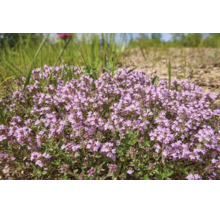 Blommande timjan, marktäckande trädgårdsväxt med små blommor och gröna blad.