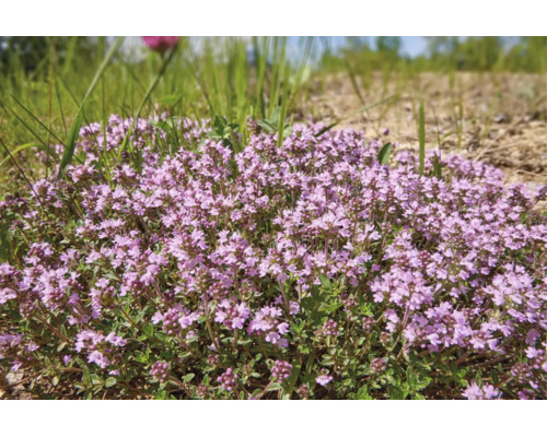 Blommande timjan, marktäckande trädgårdsväxt med små blommor och gröna blad.